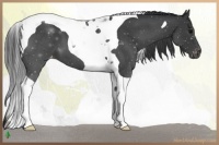 Horse Color:Blue Roan Tobiano Appaloosa 