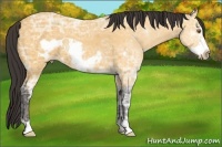 Horse Color:Buckskin Ice Frame 