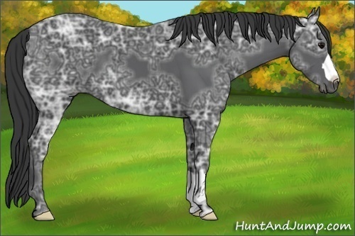 Horse Color:Black Ice 