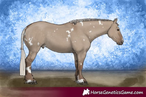 Horse Color:White Spotted Silver Grullo 
