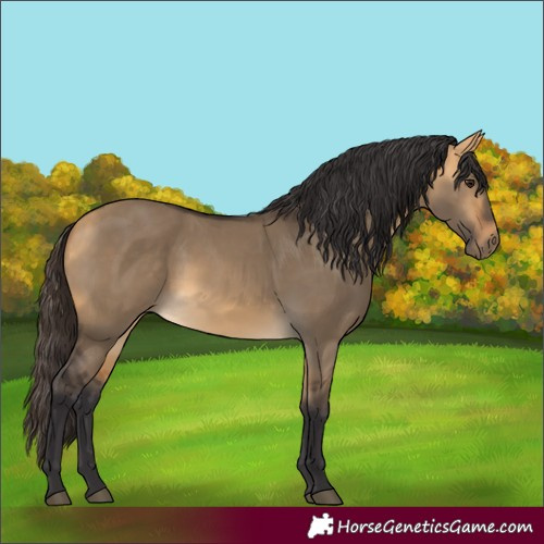 Horse Color:Buckskin Dun 