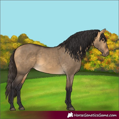 Horse Color:Buckskin Dun 