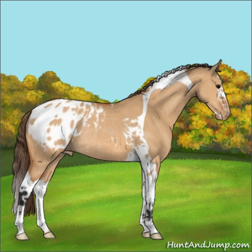 Horse Color:Bay Dun Splash Tobiano Appaloosa Rabicano 