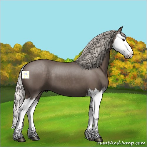 Horse Color:Silver Black Splash 