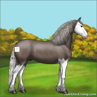 Horse Color:Silver Black Splash