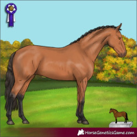 Horse Color:Bay 
