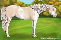 Horse Color:Palomino Pearl Sabino 