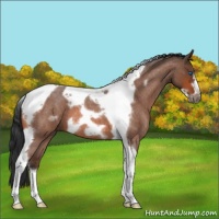 Horse Color:Bay Roan Tobiano Frame 