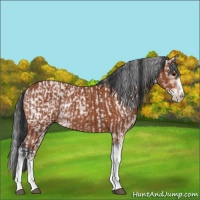 Horse Color:Bay Sabino Rabicano and Bay Sabino Rabicano