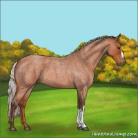 Horse Color:Silver Bay Roan 