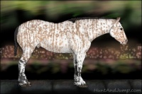 Horse Color:Bay Dun  and White Spotted Bay Dun 