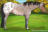 Horse Color:Bay Ice Roan Appaloosa 