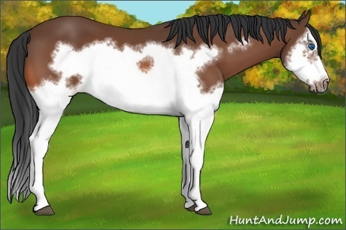 Horse Color:Bay Splash Frame