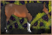 Horse Color:Bay Appaloosa