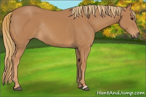 Horse Color:Chestnut Rabicano 