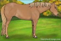 Horse Color:Chestnut Rabicano 