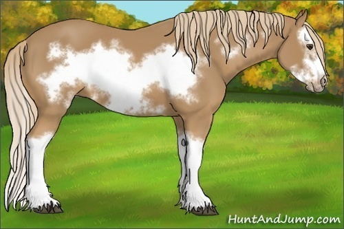 Horse Color:Chestnut Splash Frame 