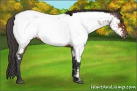 Horse Color:Bay Appaloosa 