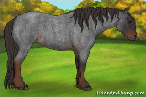 Horse Color:Gray Liver Red Roan 