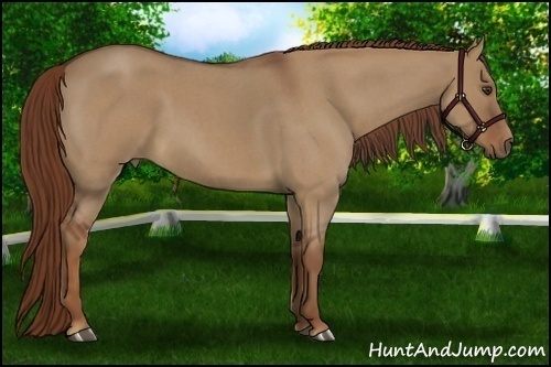 Horse Color:Red Dun Roan 