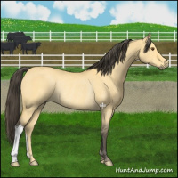 Horse Color:Buckskin Dun Rabicano 
