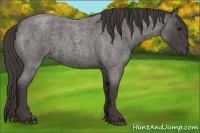 Horse Color:Smoky Blue Roan 