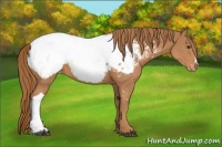 Horse Color:Chestnut Appaloosa 