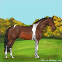 Horse Color:Bay Tobiano 