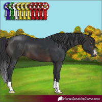 Horse Color:Brown 