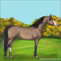 Horse Color:Bay Roan Dun Splash 