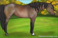 Horse Color:Brown Sabino