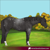 Horse Color:Smoky Black 