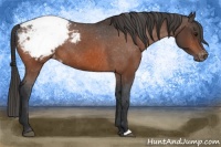 Horse Color:Bay Snowcap