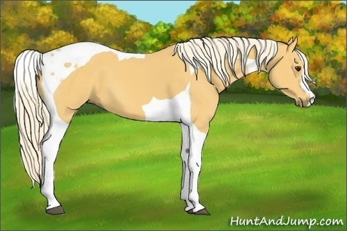 Horse Color:Palomino Tobiano 