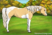 Horse Color:Palomino Tobiano 
