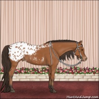 Horse Color:Bay Appaloosa