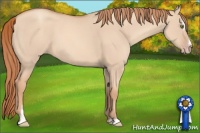 Horse Color:Gold Champagne Dun Sabino