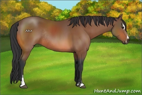 Horse Color:Bay Sabino Rabicano 