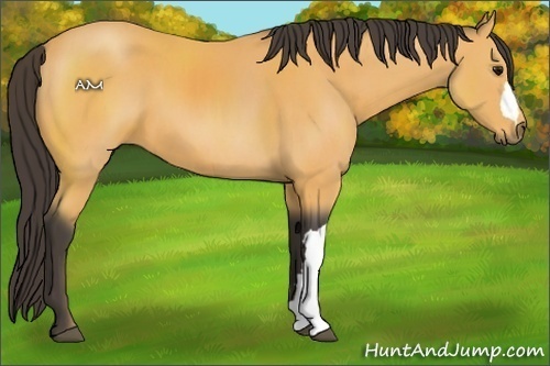 Horse Color:Buckskin 