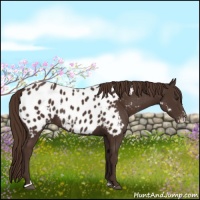 Horse Color:Liver Chestnut Sabino Splash Appaloosa  and Liver Chestnut Sabino Appaloosa 