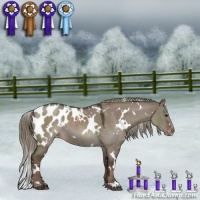 Horse Color:White Spotted Liver Red Dun Roan Appaloosa Rabicano 
