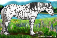 Horse Color:Black Appaloosa  and Black Appaloosa 