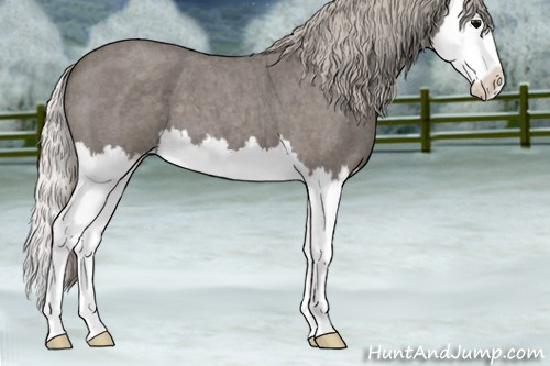Horse Color:Silver Blue Roan Splash