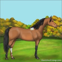 Horse Color:Bay Rabicano 