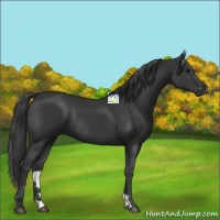 Horse Color:Black Rabicano 