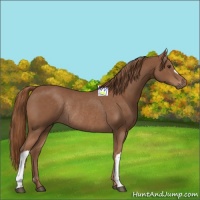 Horse Color:Chestnut Rabicano 
