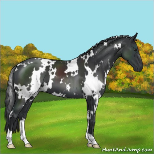 Horse Color:White Spotted Black 