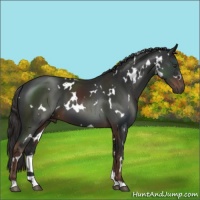 Horse Color:White Spotted Liver Chestnut 