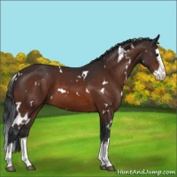 Horse Color:White Spotted Brown Splash 