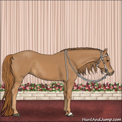 Horse Color:Chestnut Rabicano 